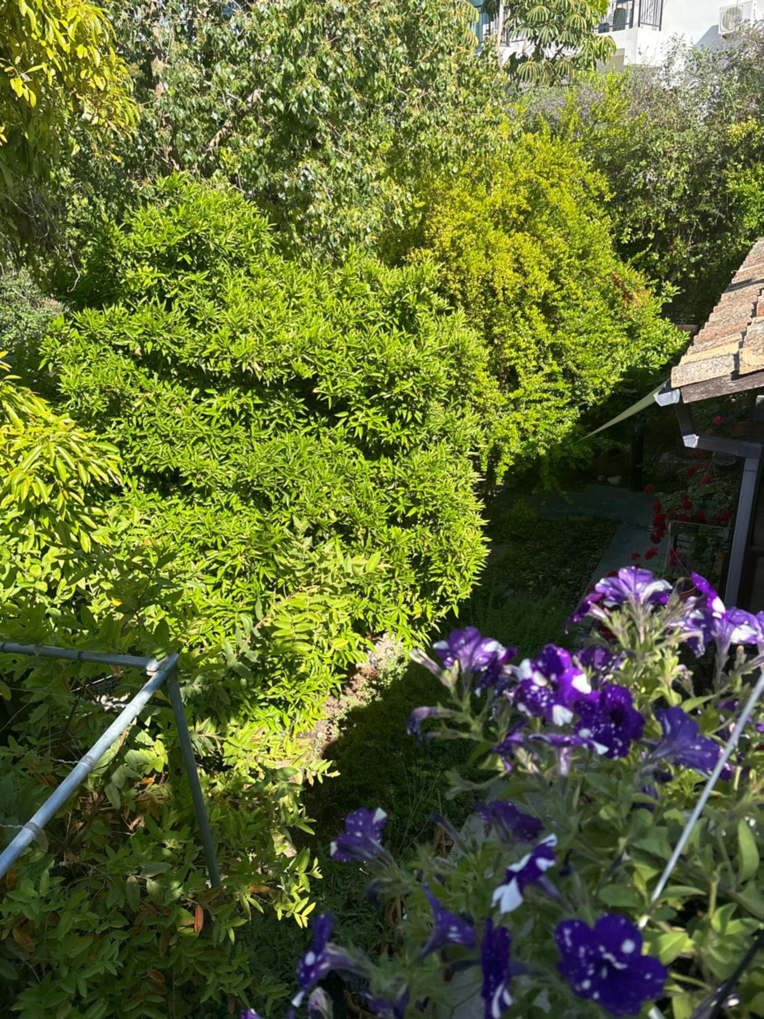 Vasilion Agrotourism Villa Polis Exteriör bild
